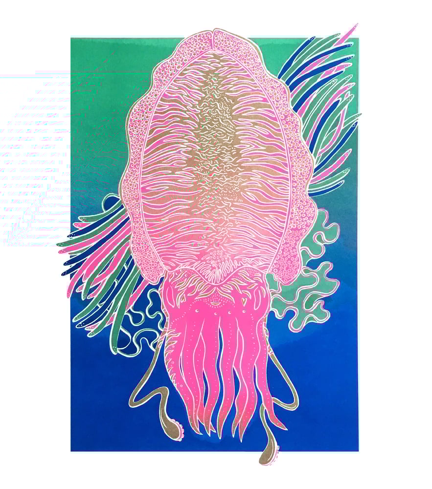 Image of Cute Cuttlefish