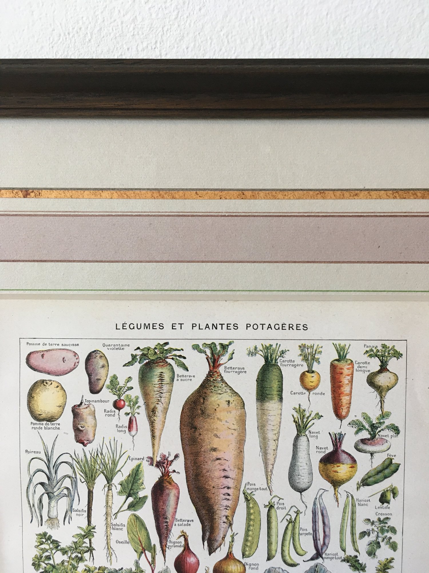 Image of Légumes et Plantes Potagères