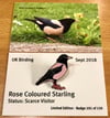 Rose Coloured Starling - Sept 2018
