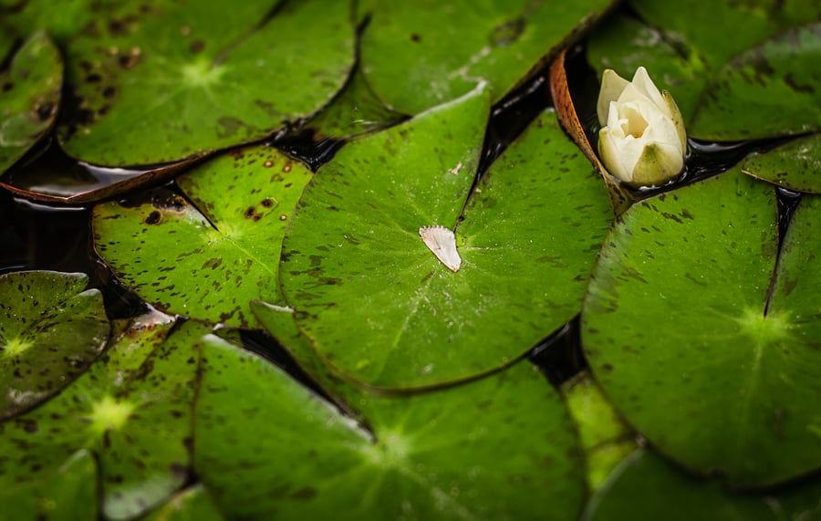 Image of Lily Pads