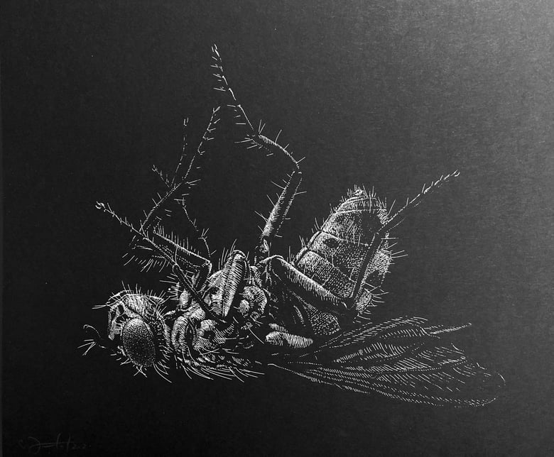 Image of »Fly« Screen Print