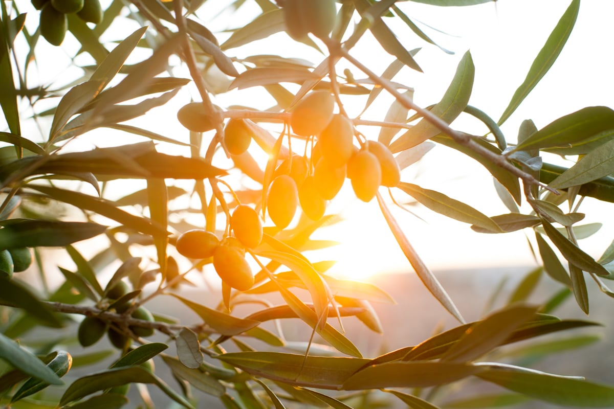 Olives at Sunset