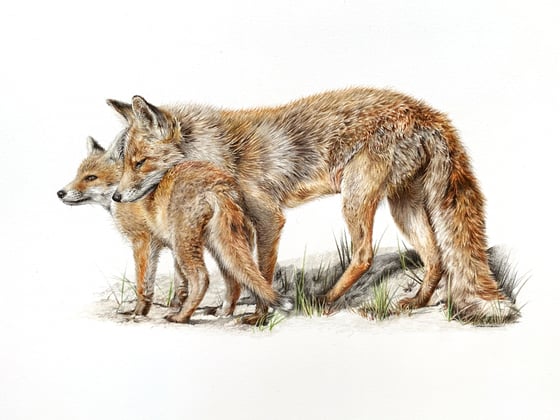 Image of 'Little One' Limited Edition Mounted Print
