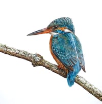 'Kingfisher' Limited Edition Mounted Print