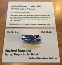 Ancient Murrelet - Oct 2018