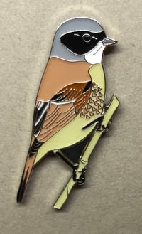 Image 2 of Penduline Tit - June 2020