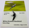 White throated Needletail - June 2020