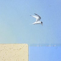 Image 1 of Sea Swallow