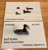 Surf Scoter - Jan 2019