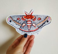 Image 4 of Cecropia Moth XL Bumper sticker, Waterproof and Scratch resistant.