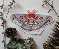 Image 2 of Cecropia Moth XL Bumper sticker, Waterproof and Scratch resistant.