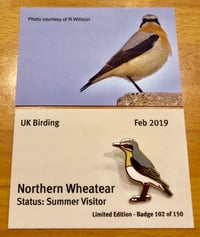 Image 1 of Northern Wheatear - Feb 2019