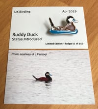 Image 1 of Ruddy Duck - April 2019