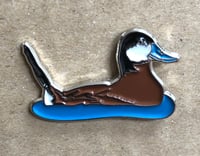 Image 2 of Ruddy Duck - April 2019