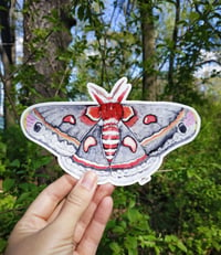 Image 5 of Cecropia Moth XL Bumper sticker, Waterproof and Scratch resistant.