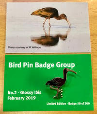 Image 1 of Glossy Ibis - Feb 2019 - Bird Pin Badge Group
