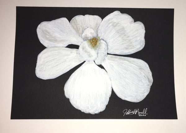 Image of Magnolia Blossom Drawing