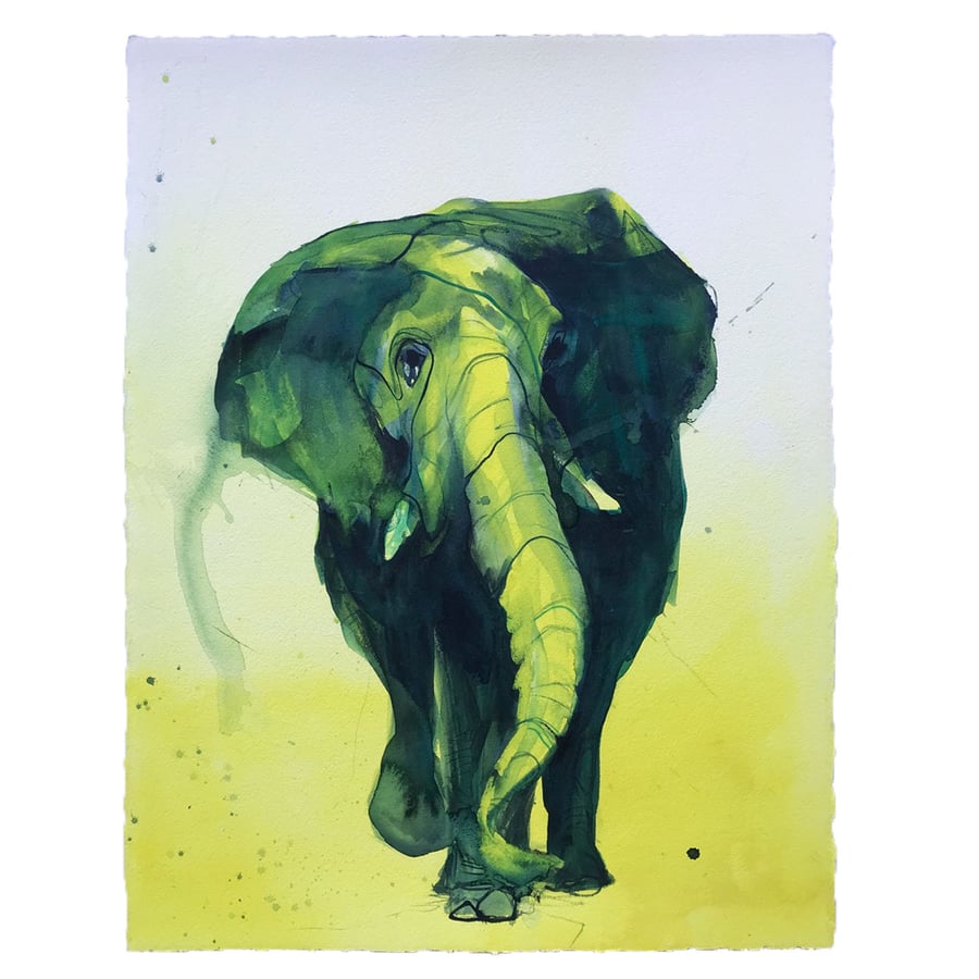 Image of Not so White Elephant #1 / Simon Schrikker