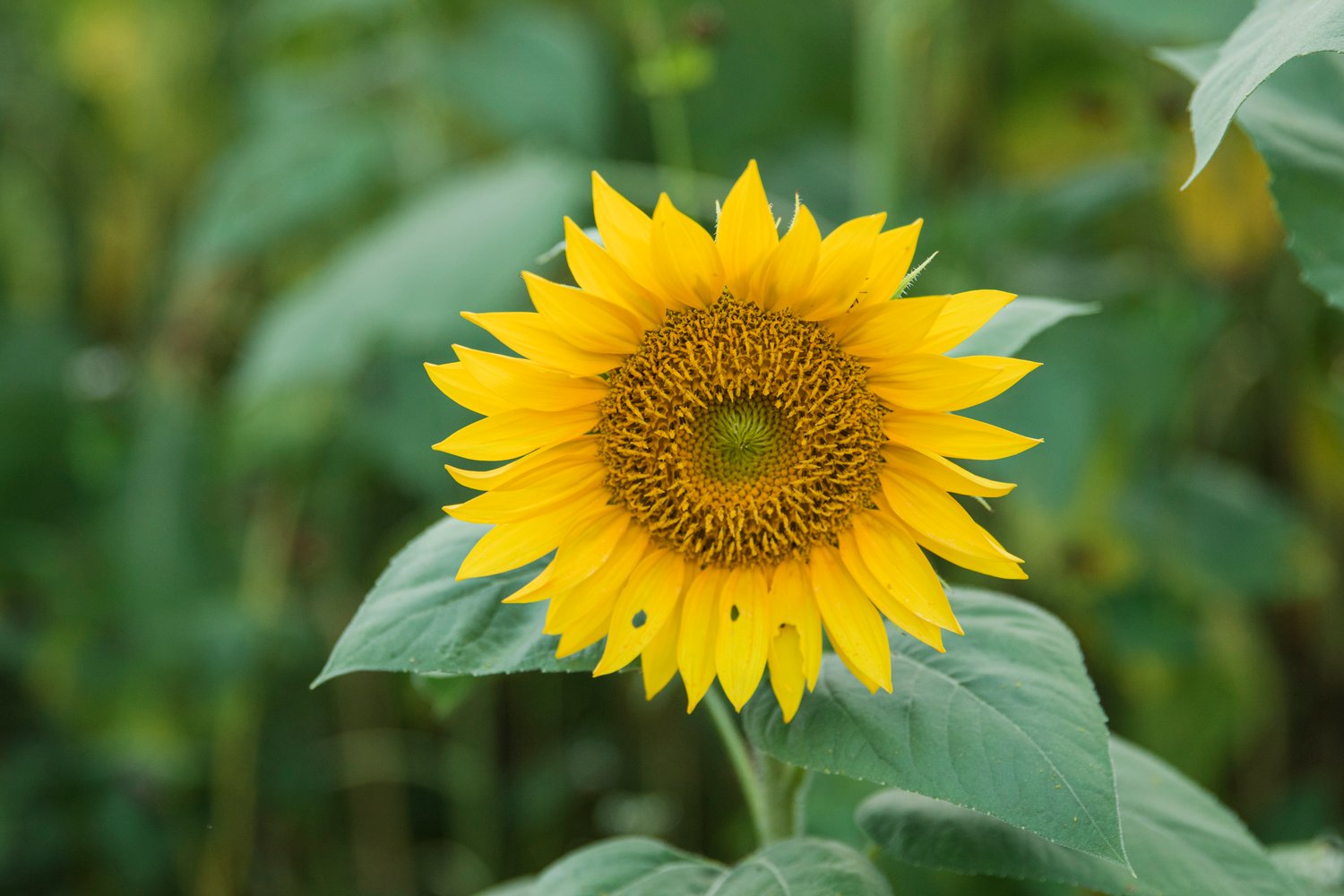 Sunflower mini session | Shaina Parks Photography