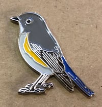 Image 2 of Red Flanked Bluetail - Sept 2019