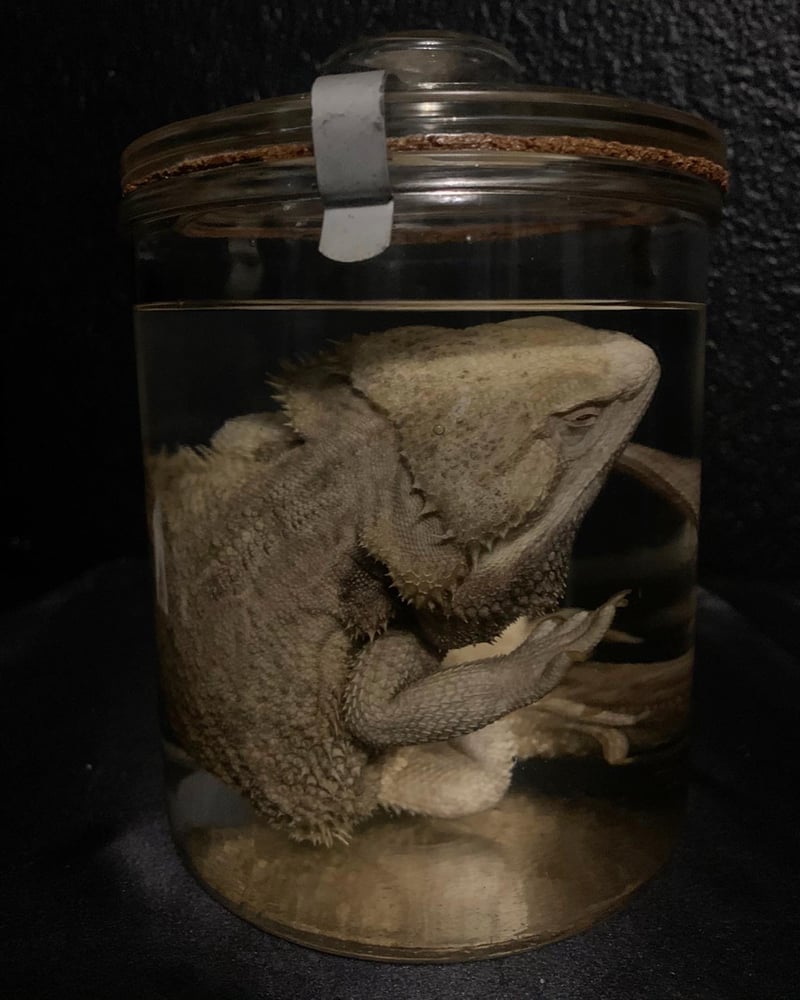 Image of Large Bearded Dragon