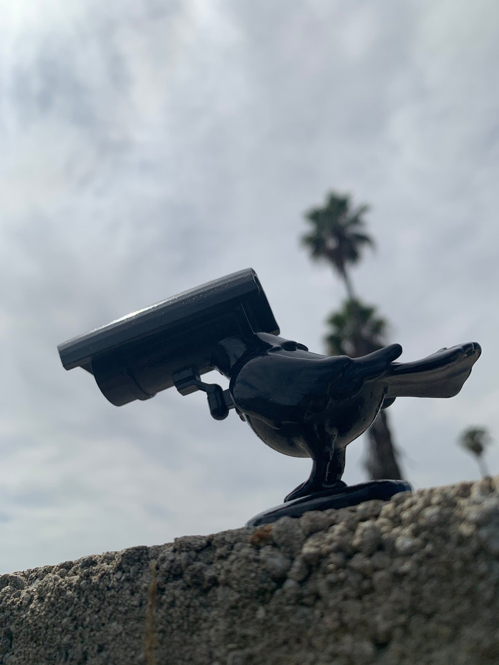 Pigeon Camera v1