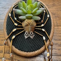 Image 3 of Succulent spider (e, 4x5 inches)