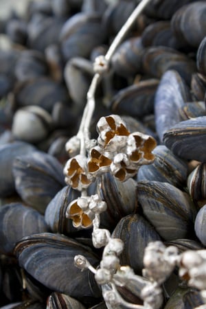 Image of Silver Golden Torque