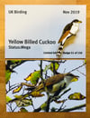 Yellow Billed Cuckoo - Nov 2019