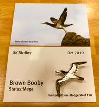 Brown Booby - Oct 2019