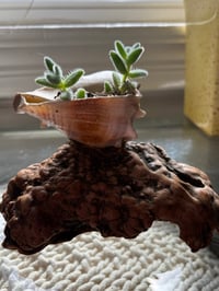 Image 1 of Pickle plant in Driftwood Seashell