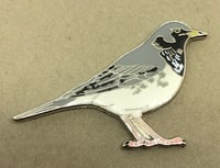 Image 2 of Black Throated Thrush - Feb 2020