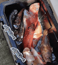 Image 1 of Blue Lingcod Sticker