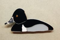 Image 2 of Ring Necked Duck - May 2020