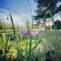 Image 1 of Nodding Onion : Allium cernuum