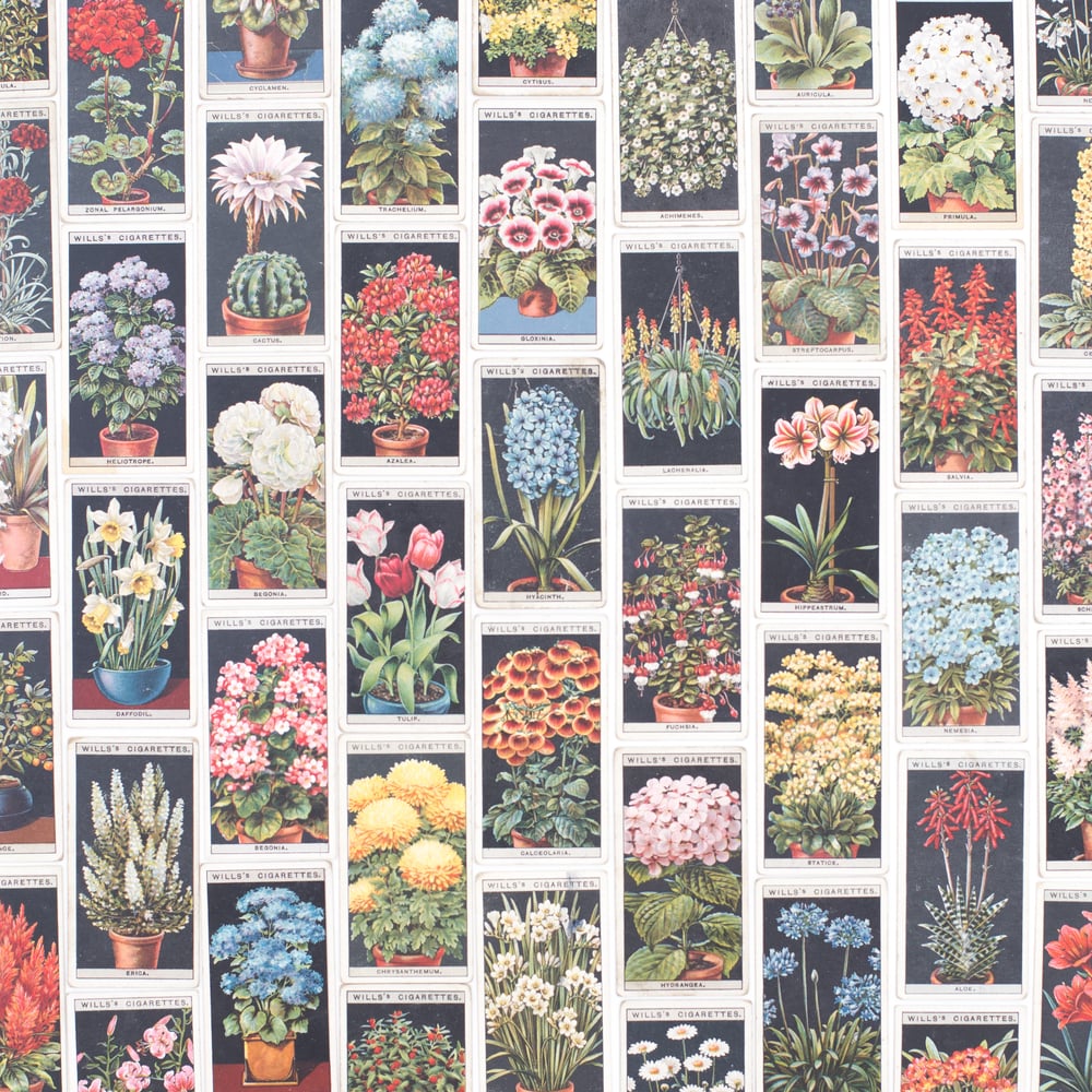 Image of Flower Culture in Pots Cigarette Cards - Set of 8 or Complete Set