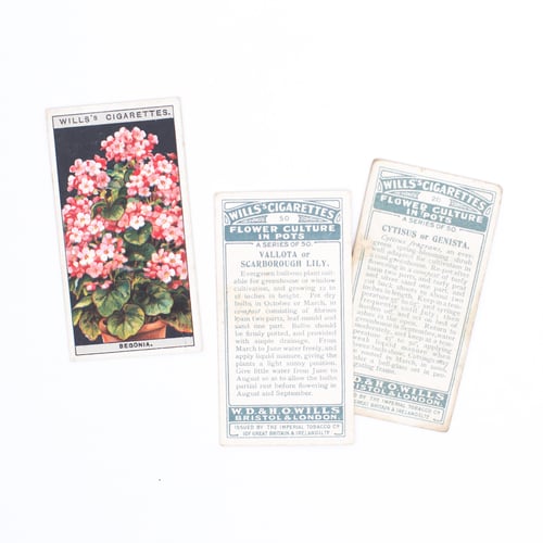 Image of Flower Culture in Pots Cigarette Cards - Set of 8 or Complete Set