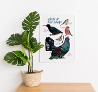 Image 2 of Ocells de bosc subalpí/ Subalpine forest birds