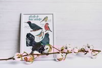 Image 3 of Ocells de bosc subalpí/ Subalpine forest birds