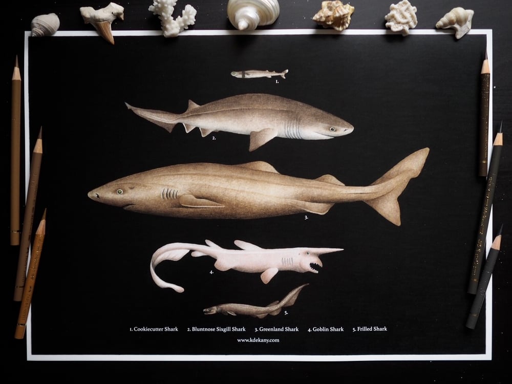 Image of Deep Sea Shark Poster Fine Art Print