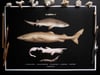 Deep Sea Shark Poster Fine Art Print