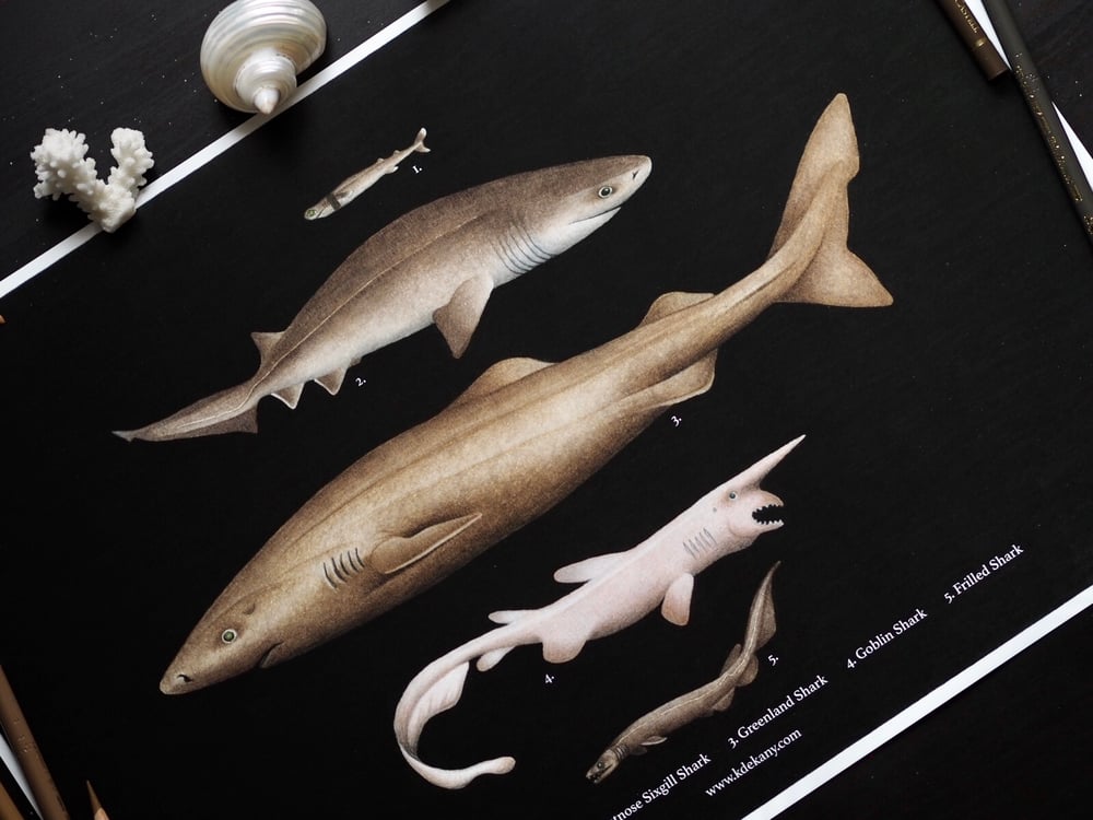 Image of Deep Sea Shark Poster Fine Art Print