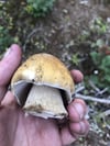 Boletus edulis Culture