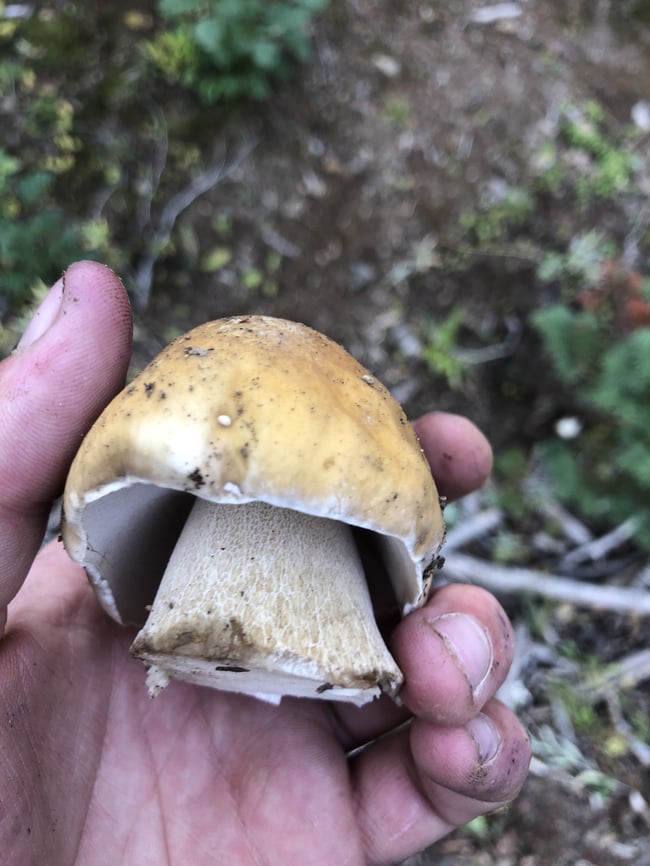 Boletus edulis Culture
