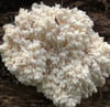 Hericium (Bears Head) Culture