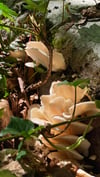 Pleurotus Pulmonarius Culture