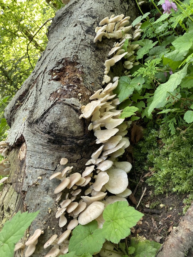 Pleurotus Pulmonarius Culture