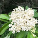 Elder ↠ berries and flowers 