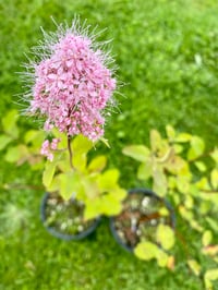 Pyramid Spirea : Spiraea pyramidata