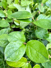 Image 1 of Salal : Gaultheria shallon